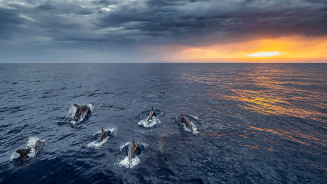 Eine Gruppe von Delfinen im Mittelmeer