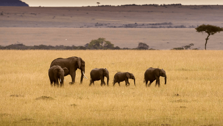 Elefantenherde in der Savanne in Kenia © imago images/blickwinkel