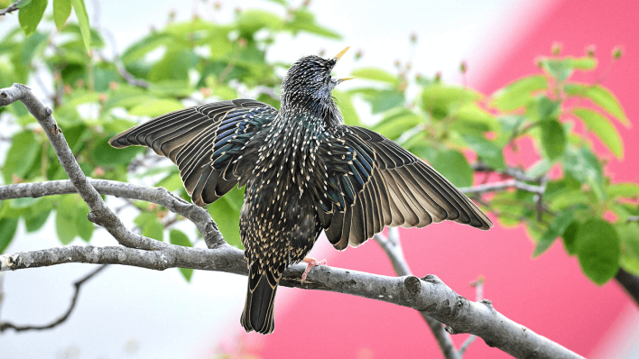 Ein Star sitzt in einem Baum und singt © IMAGO/Christian Spicker