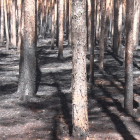 Verkohlte Bäume nach den verheerenden Waldbränden in Brandenburg