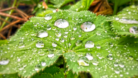 Regentropfen auf einen Blatt einer Pflanze © radioeins/Chris Melzer