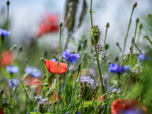 Blühfläche als Lebensraum in der Feldflur © imago images/onw-images
