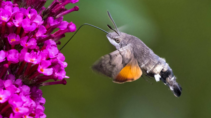 Taubenschwänzchen © IMAGO / imagebroker