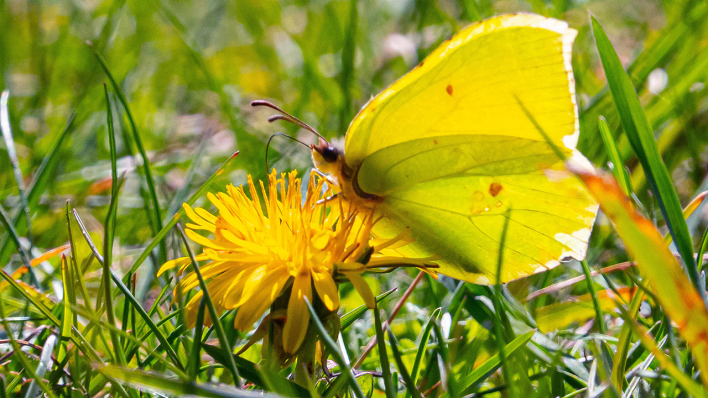 Ein Zitronenfalter sitzt auf einer Löwenzahnblüte © imago images/photo2000
