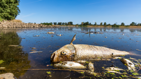 Fischsterben in der Oder © picture alliance/dpa | Frank Hammerschmidt