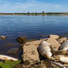 In Höhe der Insel Ziegenwerder in Frankfurt (Oder) liegen tote Fische am Ufer der Oder © dpa/Frank Hammerschmidt