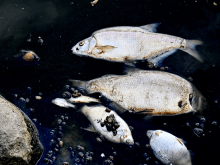 Tote Fische schwimmen an der Wasseroberfläche der Oder
