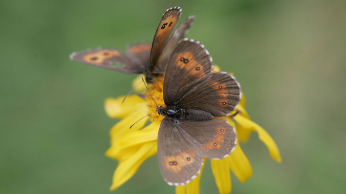 Aosta Erebia triaria © IMAGO / Volkmann