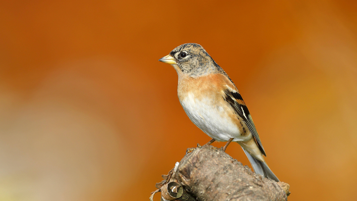 Ein Bergfink sitzt auf einem Ast einer Buche © imago images/imagebroker
