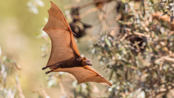 Ein schwarzer Flughund. (Bild: IMAGO / blickwinkel)