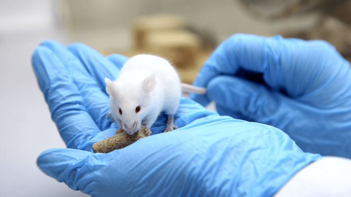 Labormaus © imago/Jochen Tack