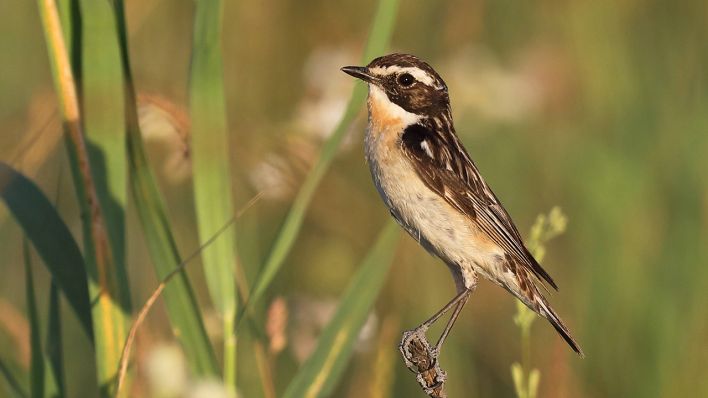 Braunkehlchen © IMAGO / blickwinkel