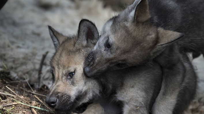 Landkreis Barnim: Zwei von drei jungen Wölfen beim Spielen im Wildpark Schorfheide in Groß Schönebeck © IMAGO / Hohlfeld