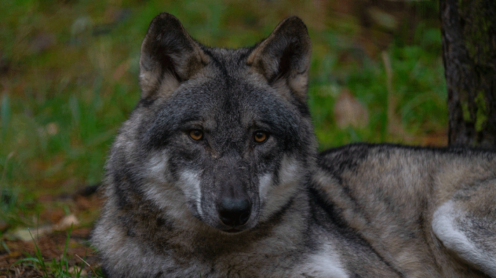 Ein Wolf in einem Wildpark
