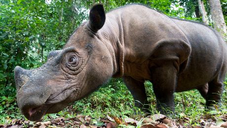 Sumatra-Nashorn © IMAGO / Ardea