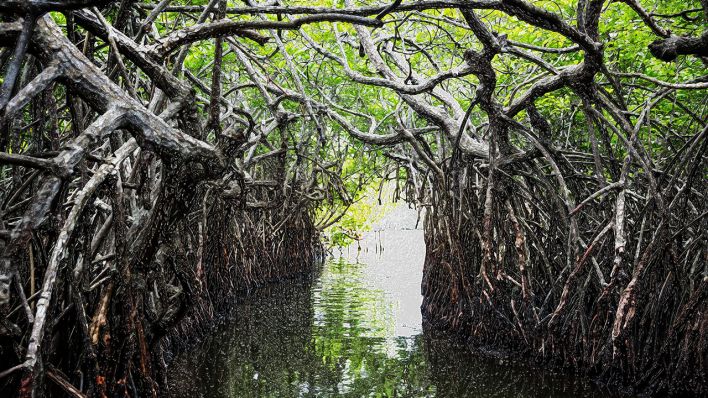 Mangroven © IMAGO / Panthermedia