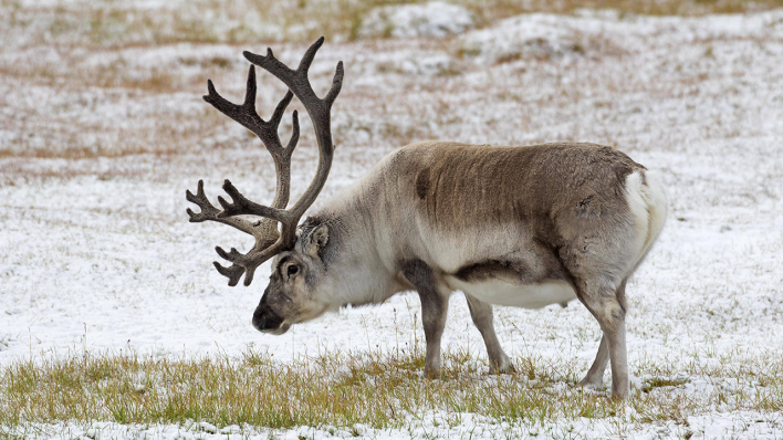 Rentier © IMAGO / imagebroker