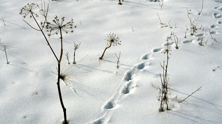 Spuren im Schnee
