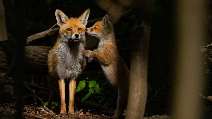 Fuchs - Fähe mit Jungtier © Ralf Schuster