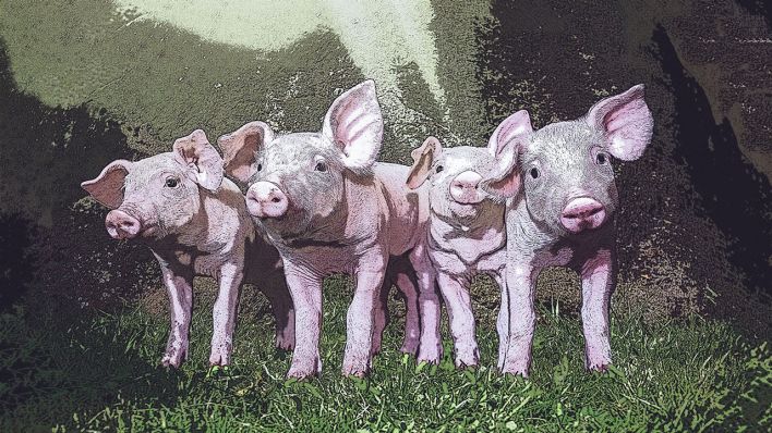 Schweine