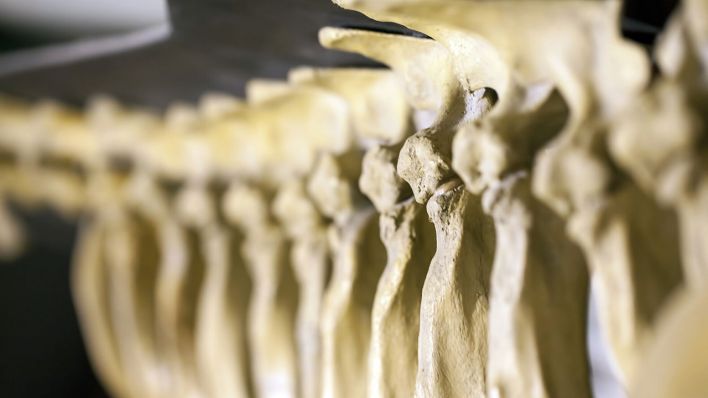 Prähistorisches Dinosaurier-Skelett (Symbolbild)