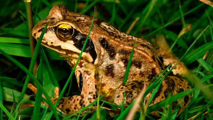 Ein Grasfrosch im Gras © IMAGO / Zoonar