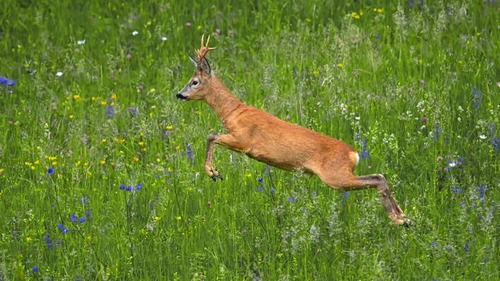 Ein junger Rehbock auf einer Wiese