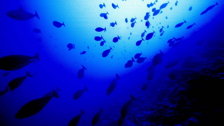 Fische im Meer
