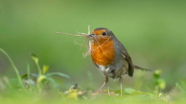 Ein Rotkehlchen sammelt Nistmaterial in einem Garten