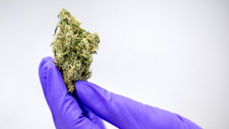 Eine Person hält Cannabis in einer Hand © imago Images/ANP/Robin van Lonkhuijsen