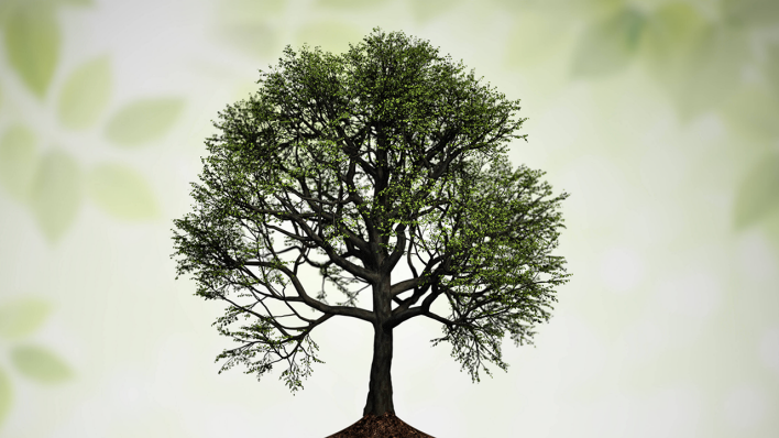 Ein Baum © IMAGO / Zoonar