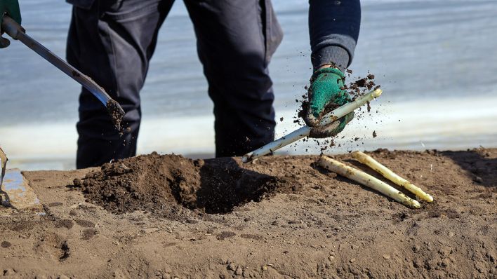 Erntehelfer bei der Spargelernte © IMAGO / Rupert Oberhäuser