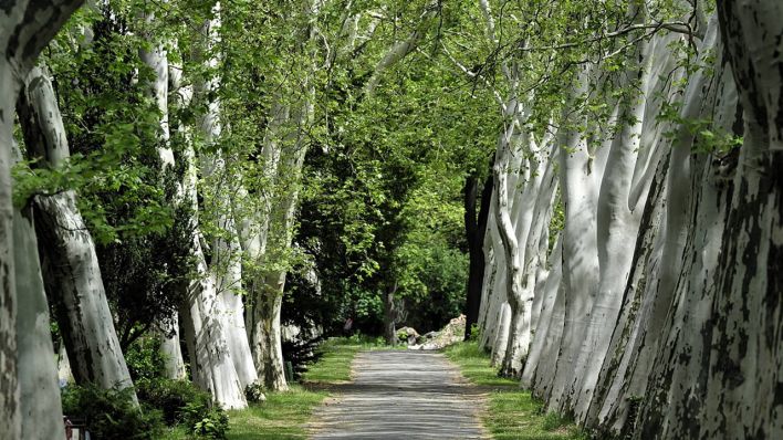 Platanenweg auf dem St. Thomas Friedhof an der Neuköllner Hermannstraße © imago images/Klaus Martin Höfer
