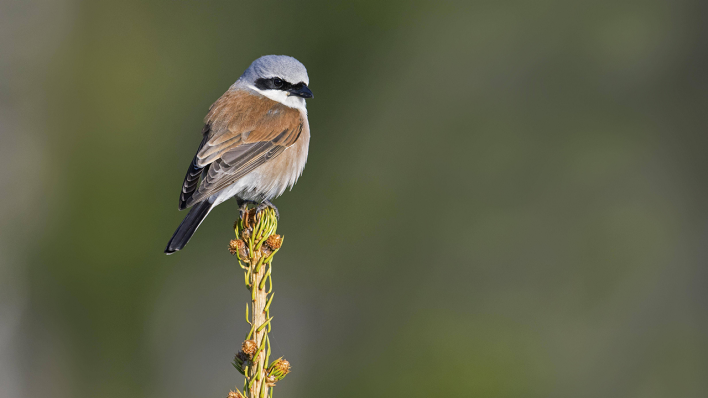 Ein Neuntöter-Männchen © IMAGO / imagebroker