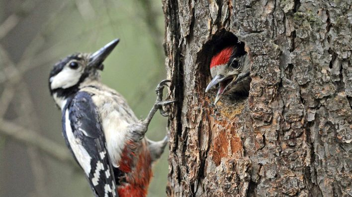 Buntspechte © IMAGO / Harald Lange