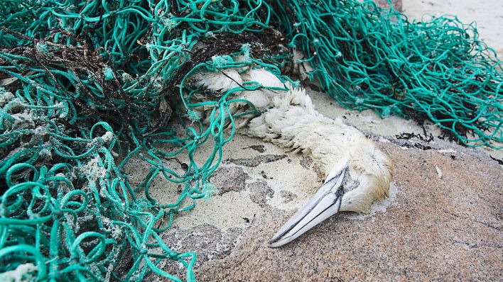 Verendeter Basstölpel in einem Fischernetz © IMAGO / imagebroker