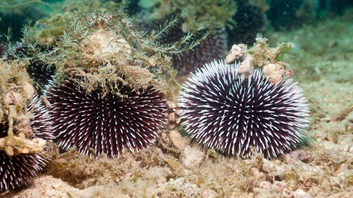 Violetter Seeigel © IMAGO / imagebroker