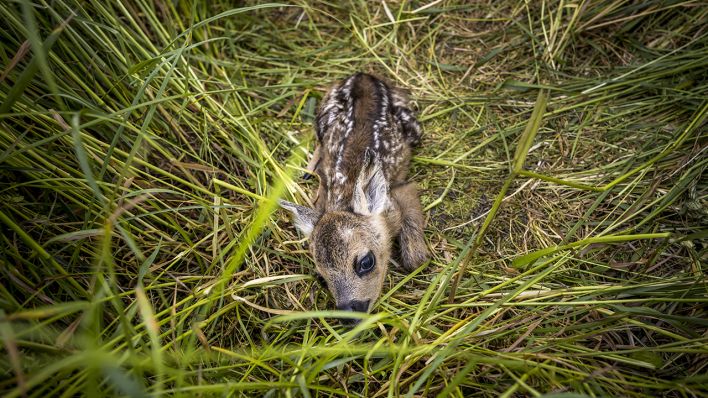 Rehkitz © IMAGO / photothek