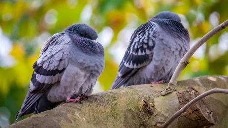 Zwei Tauben schlafen auf einem Baum © imago images/Shotshop