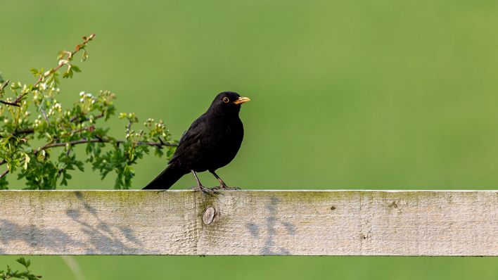 Eine Amsel sitzt auf einem Zaun © imago images/Wirestock Eine Amsel sitzt auf einem Zaun © imago images/Wirestock