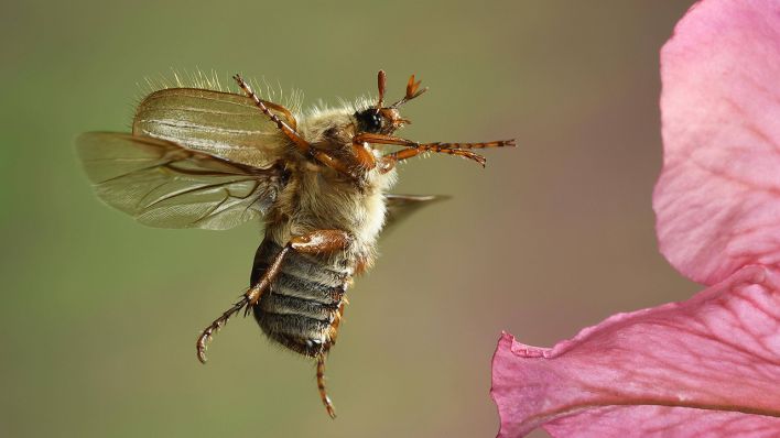 Junikäfer im Flug © IMAGO / imagebroker