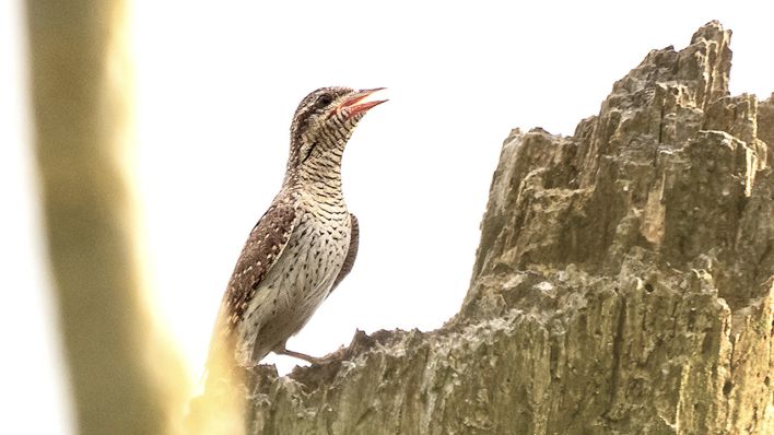 Wendehals © R.Schuster