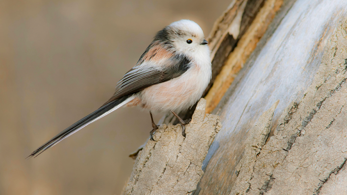 Eine Schwanzmeise sitzt auf einem Baumstumpf © IMAGO / blickwinkel