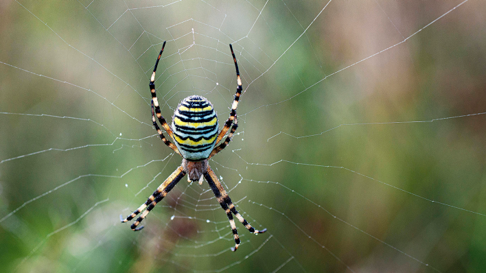 Wespenspinne, Zebraspinne © IMAGO / imagebroker