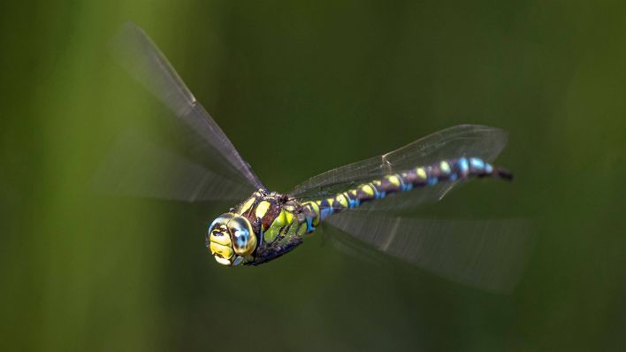 Blaugrüne Mosaikjungfer © IMAGO / blickwinkel