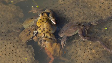 Grasfrösche bei der Paarung © IMAGO / imagebroker