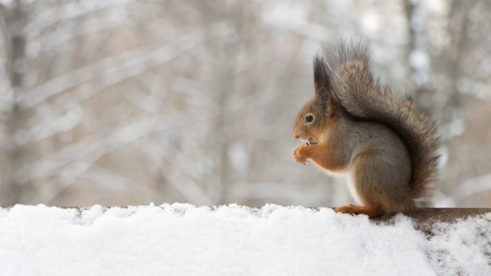 Eichhörnchen im Winter © IMAGO/Pond5 Images
