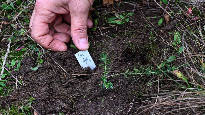 Bei einem Pilotprojekt auf der Pfaueninsel werden unter anderem seltene Ginsterarten als vom Aussterben bedrohte Pflanzen von Gartenteams der Stiftung Preußische Schlösser und Gärten Berlin-Brandenburg (SPSG) und Mitarbeitenden des Botanischen Gartens in die Erde gebracht © dpa/Jens Kalaene