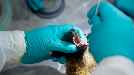 "Was wird die nächste Pandemie?" Flughund-Untersuchung: Trägt er das Nipah-Virus in sich? © MDR/Benno Wenz
