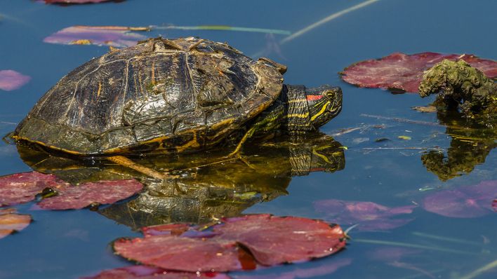 Rotwangen-Schmuckschildkröte (Buchstaben-Schmuckschildkröte) © IMAGO / Zoonar